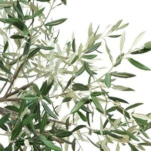 Meet your Posher, Oldyn